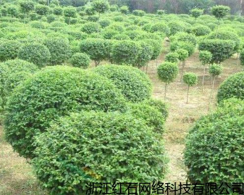 隨州真實的苗木大數據金銀花苗木,苗木交易平臺 詳情報價