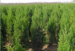 油松價格 油松批發 油松廠家 258.com企業服務平臺