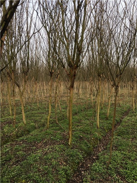 安徽8公分紫薇信陽潢川苗木