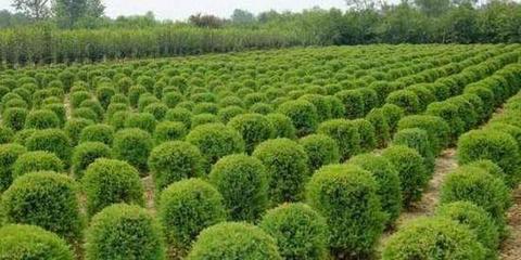 海南造林綠化苗木價格報價