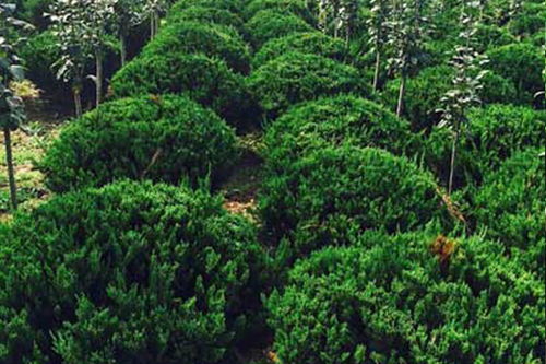 肥城松樹苗木,金銀木供應商