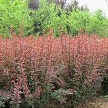 批發(fā)工程綠化苗木紅葉小檗工程苗
