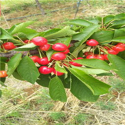 吉塞拉6號(hào)矮化新品種櫻桃苗現(xiàn)挖苗多少錢