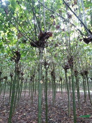 軍中綠化苗木基地