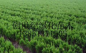 供應(yīng)沭陽(yáng)龍柏價(jià)格江蘇龍柏價(jià)格龍柏報(bào)價(jià)_農(nóng)副產(chǎn)品_世界工廠網(wǎng)中國(guó)產(chǎn)品信息庫(kù)