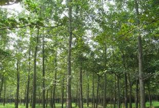 供應(yīng)銀杏 銀杏樹(shù) 銀杏苗木 銀杏實(shí)生樹(shù) 銀杏嫁接樹(shù)_農(nóng)副產(chǎn)品_世界工廠網(wǎng)中國(guó)產(chǎn)品信息庫(kù)