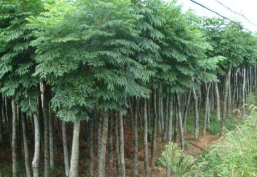 欒樹(shù)基地 錦茂苗木 北欒樹(shù)基地