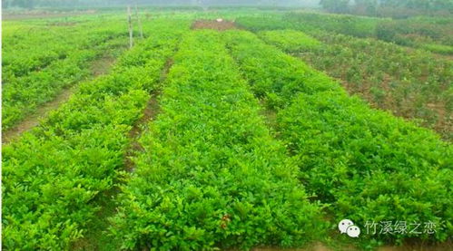 育萬(wàn)畝苗木,建秀美江山 綠之戀苗木基地歡迎您