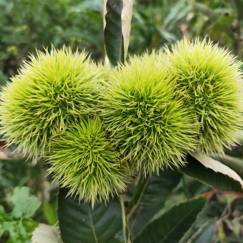 【基地批發(fā)岳山王板栗樹(shù)苗、大紅袍板栗樹(shù)苗栽培技術(shù)】- 