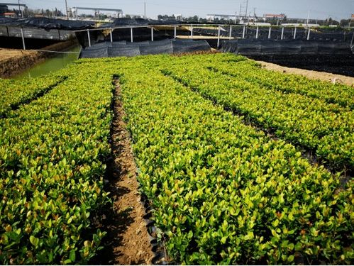 這個(gè)3萬(wàn)畝的花木之鄉(xiāng),畝均年產(chǎn)值竟達(dá)10萬(wàn)元