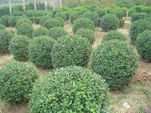 盤點苗木產業從 興 到 衰 ,中小苗圃的未來在哪里