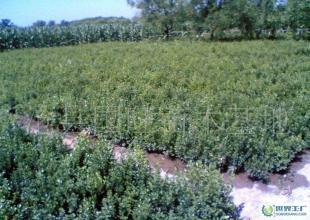 批發銷售綠化苗木小葉黃楊_農副產品_世界工廠網中國產品信息庫