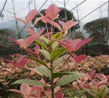 【南京新產品五彩桂花苗、鴻林苗木(圖)、五彩桂花圖片】價格,廠家,圖片,工程承包,常州鴻林苗木專業合作社chun銷售部-中國行業信息網