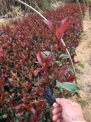 【綠化灌木紅葉石楠袋苗銷售、質優價廉】綠化苗木,價格,廠家,供應商,花木,龍海市東泗興輝園藝場 - 產品庫