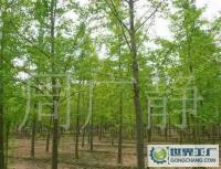 最低價銷售銀杏樹、嫁接銀杏樹、實生銀杏樹[供應]_綠化苗木_世界工廠網中國產品信息庫