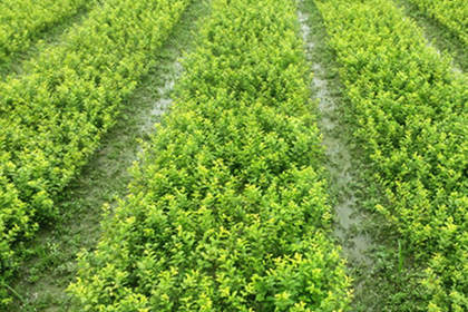 32 苗木咨詢(xún)熱線(xiàn),服務(wù)態(tài)度好,專(zhuān)業(yè)水平高 