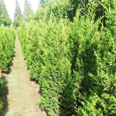 銷(xiāo)售信息 30公分側(cè)柏 側(cè)柏小苗 帥陽(yáng)苗木 實(shí)地價(jià)格查詢(xún)