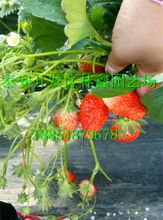 長(zhǎng)春市 九九草莓苗 新聞 廠家資訊電話(huà)