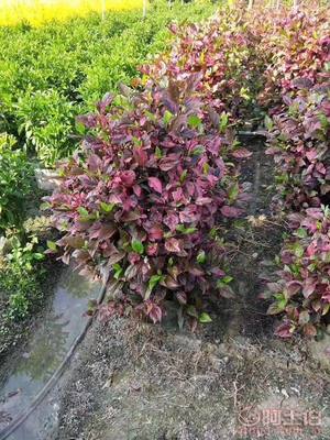 【興輝園藝場彩葉扶桑球形袋苗銷售】綠化苗木,價(jià)格,廠家,供應(yīng)商,花木,龍海市東泗興輝園藝場 - 產(chǎn)品庫