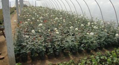 供應(yīng) 廠家直銷 山東 苗木批發(fā) 定制批發(fā) 價(jià)格電議圖片_高清圖_細(xì)節(jié)圖-青島森豐源園林 -