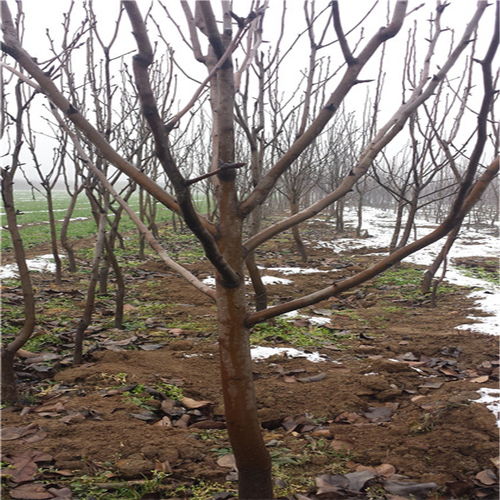 【紅啤梨樹苗產(chǎn)品展示】- 