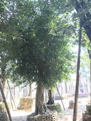 【小葉榕苗木直轄、品質保證、最新報價】綠化苗木,價格,廠家,供應商,花木,龍海市東泗興輝園藝場 - 產品庫