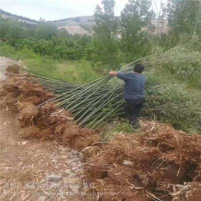 主營產品:花卉租擺、工廠綠化工程、各種綠化苗木、花卉基地直銷