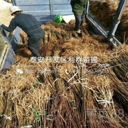 【新梨7號梨苗批發基地、新梨7號梨苗多少錢一棵】-