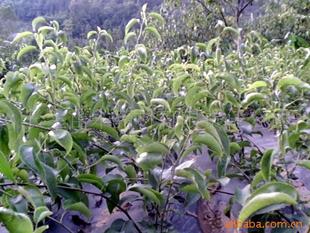 供應(yīng)果樹苗黃金梨苗 其它圖片及價格 蒼溪縣常生苗木藥材開發(fā)有限責(zé)任公司