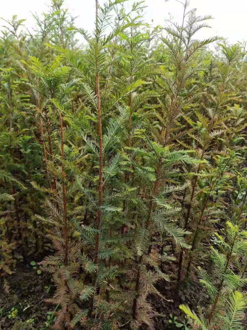 2 11公分中山杉價(jià)格表 徐州落羽杉圖文欣賞