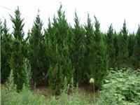 找鄢陵河南檜的苗木價(jià)格價(jià)格、圖片、詳情,上一比多_一比多產(chǎn)品庫(kù)