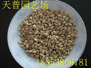 山東枸橘苗1-3年量大批發價格、廠家信息與林業種植指南