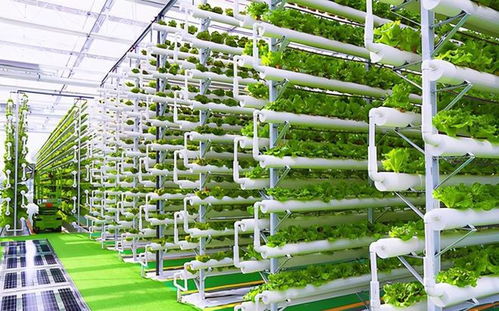 菜農的黃昏 數字農業時代下，90%蔬菜將來自工廠化種植