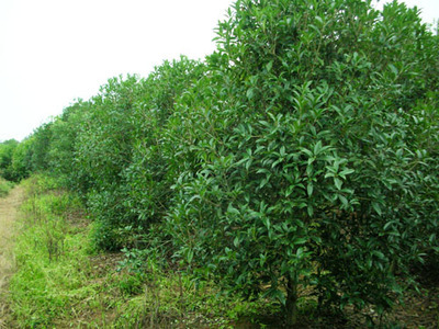 桂花——金華市雅畈澤文苗木場(chǎng)的優(yōu)質(zhì)苗木產(chǎn)品