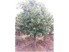 長(zhǎng)沙市雨花區(qū)瑞達(dá)綠化苗木場(chǎng)花卉種植產(chǎn)品展示