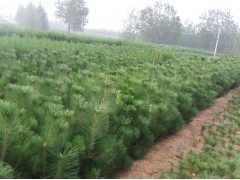 花卉苗木供應(yīng) 黑松、側(cè)柏、油松種植指南與市場(chǎng)前景