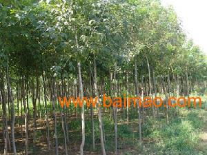 保定清苑綠源苗木基地 專業(yè)供應(yīng)8公分白蠟苗木的優(yōu)選廠家