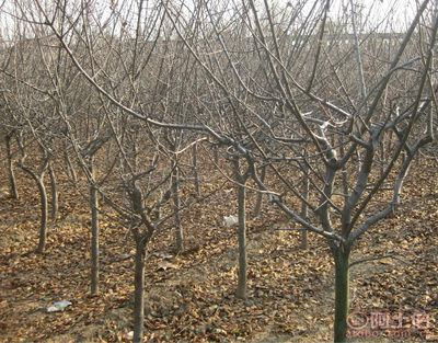 泰安青聯苗木 專業供應優質垂絲海棠，打造高性價比綠化方案