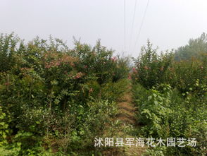 紅花紫薇綠化苗木全攻略 從種子到成苗的批發選購指南