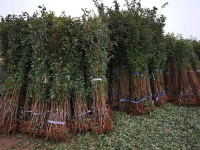 山東育苗基地遭竊，新疆杏李品種“恐龍蛋”市場熱度再引關(guān)注