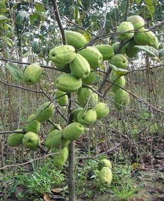 河?xùn)|區(qū)天繪苗木花卉繁育場 專業(yè)供應(yīng)精品盆景與優(yōu)質(zhì)果樹種苗