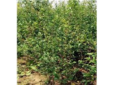 吳中區(qū)東山石井灣苗木場產(chǎn)品展示 花木蔥蘢，匠心培育