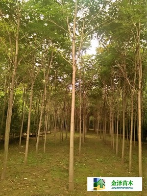 千頭椿苗木的南北種植熱土 遼寧、山西、山東及河北保定博野金澤基地