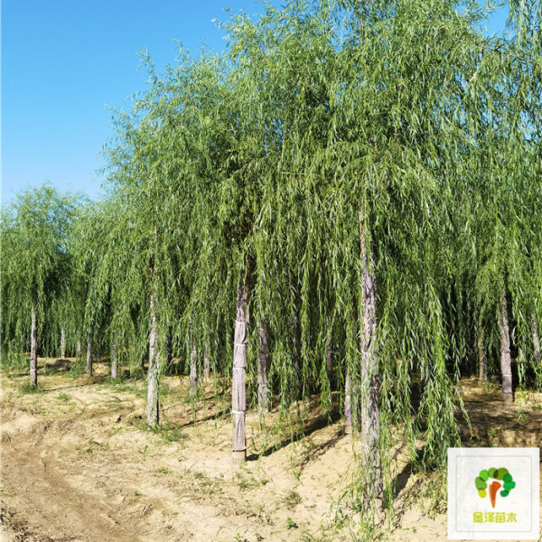 山東濟(jì)南金林苗木 林業(yè)種植的專業(yè)力量與產(chǎn)品大全